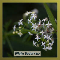 White Bedstraw